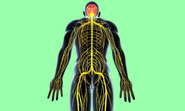 Эндоскопическое вмешательство по удалению позвоночной грыжи может осложняться повреждением нервных окончаний и твердой оболочки спинного мозга