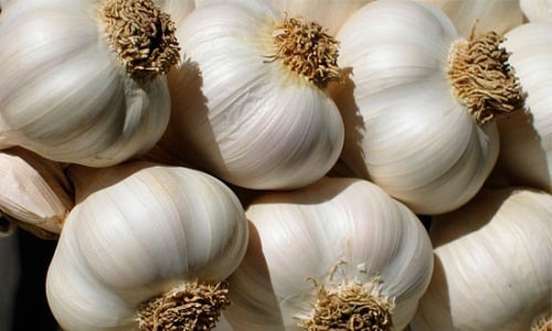 Для лечения грыжи позвоночника используют компресс из чеснока и спирта