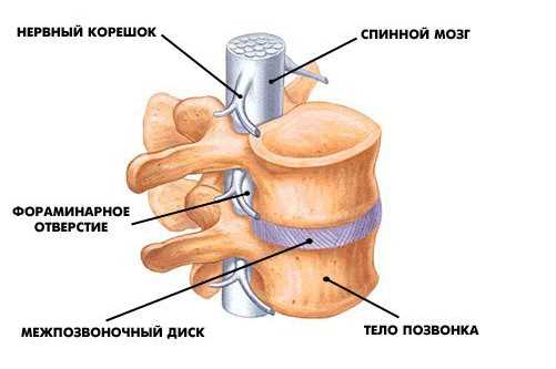 Основные рекомендации по лечению грыжи от профессионалов