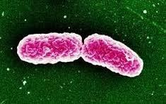 гемофильная палочка