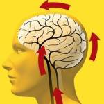 головной мозг