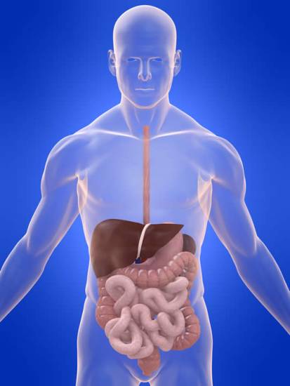 пищеварительная система